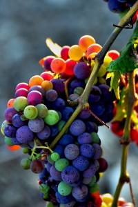 Wine Grape Bunch
