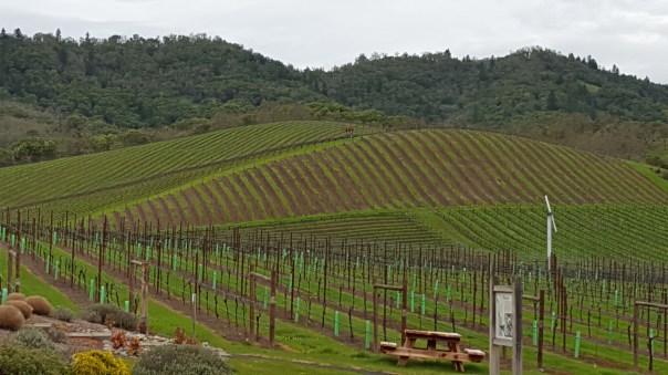 Abacela Wines - Vineyards.jpg