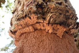 wine - cork tree